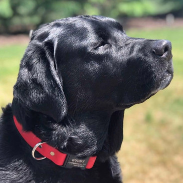 Black lab wearing 1" wide waterproof collar with personalized buckle